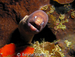 Do any of you happen to have seen my false teeth ?
I can... by Beate Krebs 